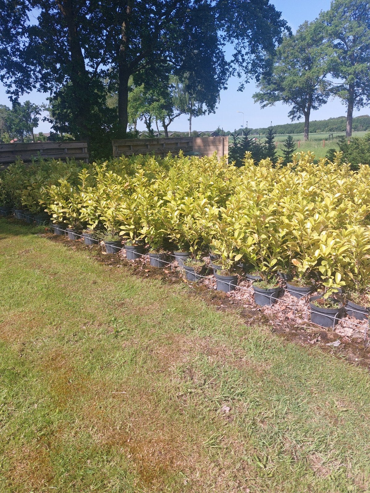 LAURIEREN RONDTIFULIA  80 CM / 100CM POTGEKWEEKT,, Ophalen, Laurier, Haag, Minder dan 100 cm