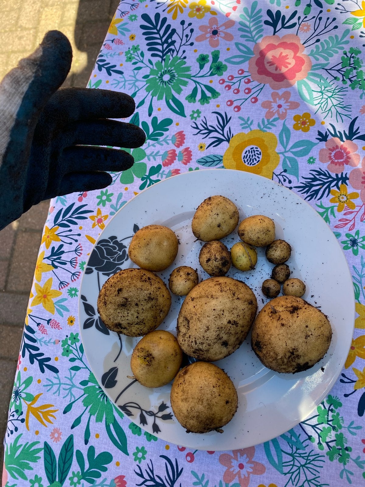 Verse aardappelen van eigen kweek, Verzenden