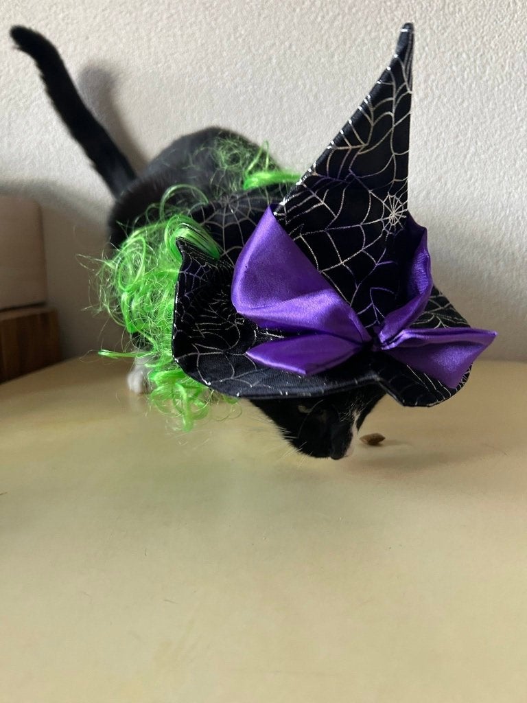 Halloween heksenhoed met groene pruik voor kat of hond, Halloween of Griezel, DUBENS, Ophalen of Verzenden, Niet beschikbaar / Onbekend bij fabrikant