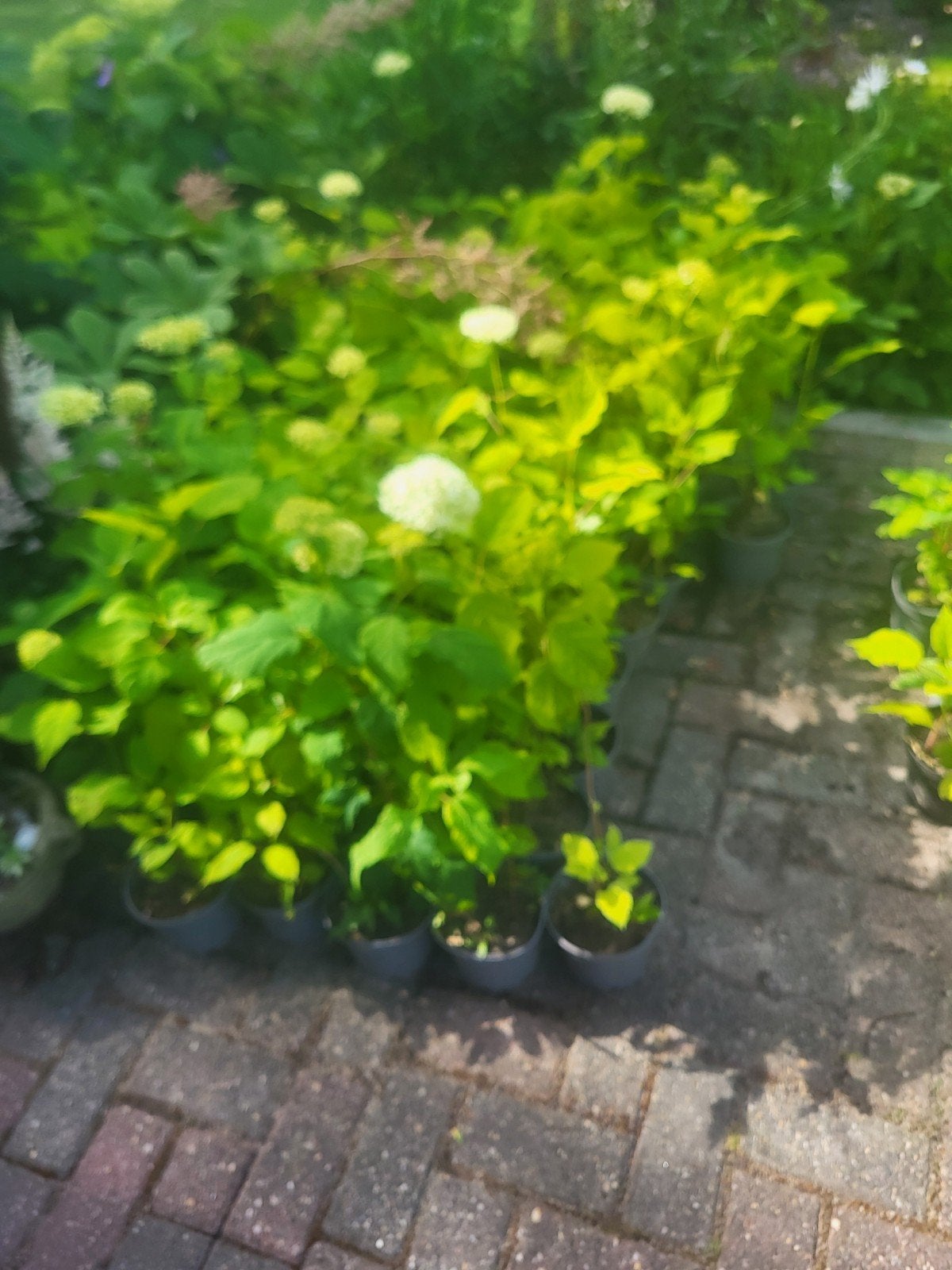 annabelle, Ophalen, Hortensia, Minder dan 100 cm