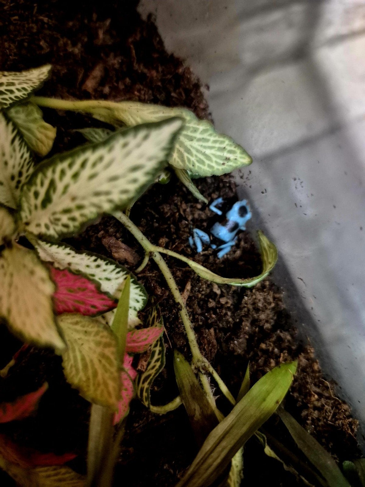 dendrobates Frog photo 3