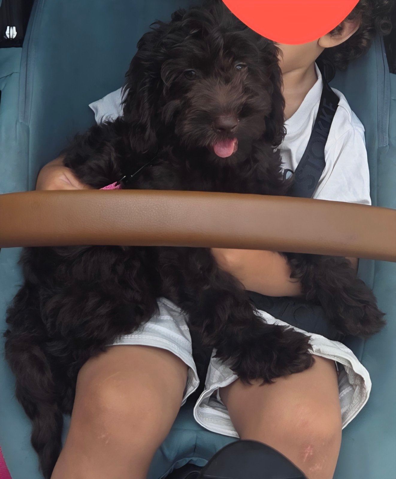 Cockapoo pup, 8 tot 15 weken, Teef, Parvo, Eén hond