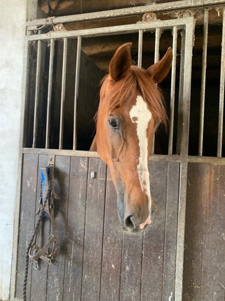 Leuke weide maatje te koop. Erg fijn paard, B, 160 tot 165 cm, 11 jaar of ouder, Recreatiepaard