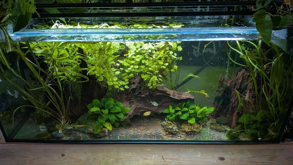 250 liter aquarium met toebehoren en visbestand, Ophalen, Inclusief vissen, Gebruikt, Overige merken