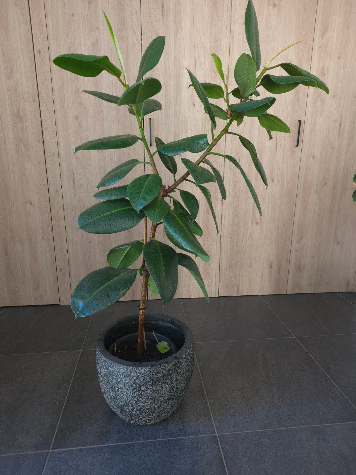 165 cm hoge Ficus Elastica in prachtige pot - Rubberplant, Huis en Inrichting, Kamerplanten, Ophalen, Ficus, Halfschaduw, 150 tot 200 cm