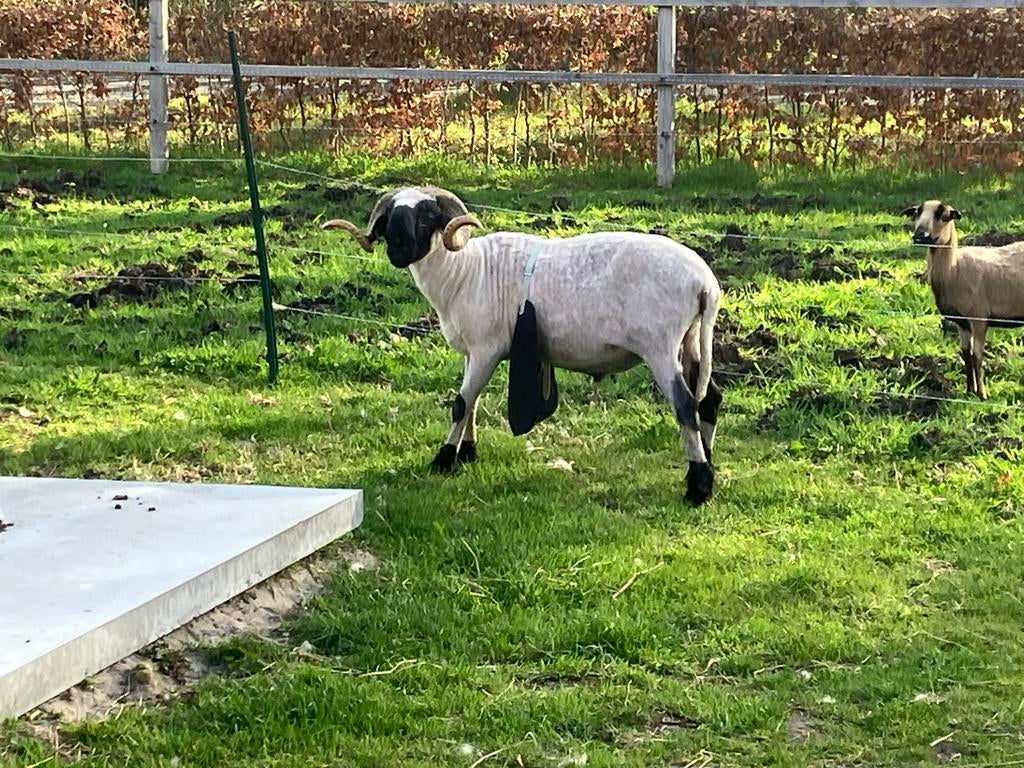 Ram walliser schwaerznase, Mannelijk, Schaap