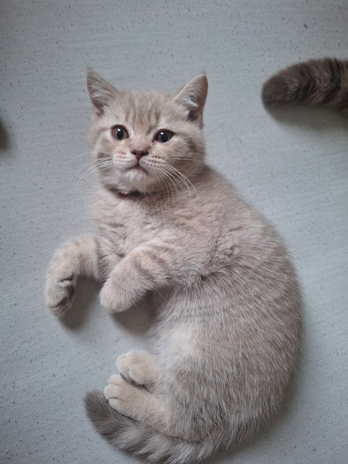 🐱 Superactie! Kittens te kooр!🍂, Kater, Ontwormd, 0 tot 2 jaar