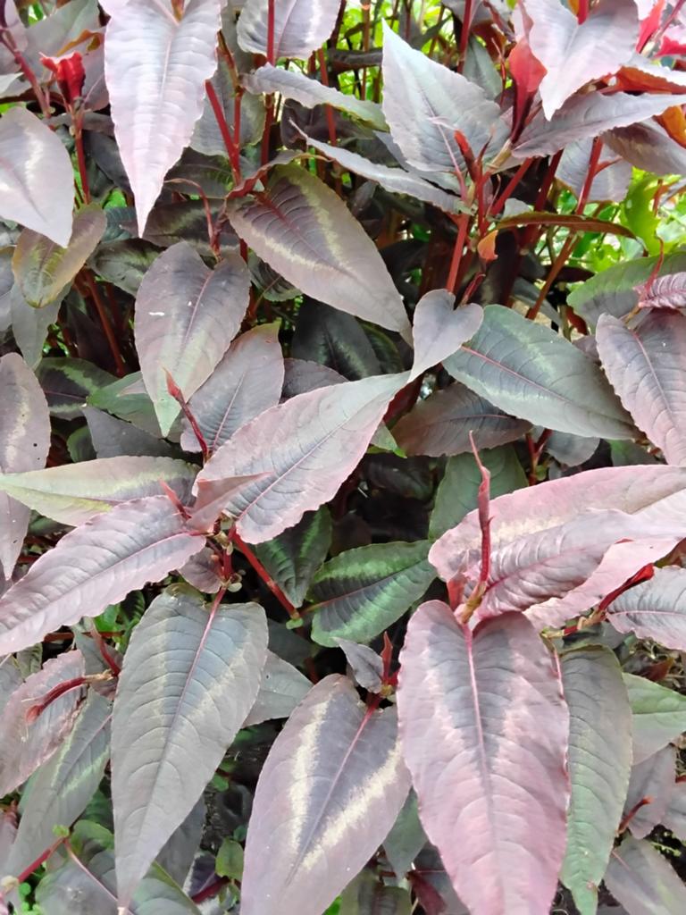 Diverse Boompjes en Planten: Christusdoorn,, Ophalen