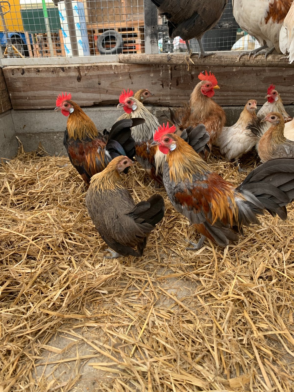 Hollandse kriel, Dieren en Toebehoren, Pluimvee, Meerdere dieren, Kip