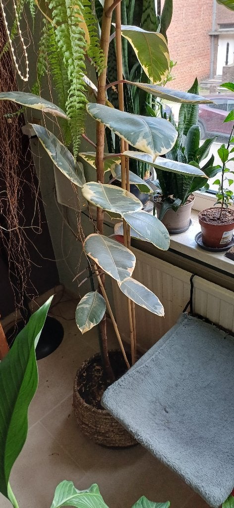 Ficus, 250 tot 400 cm, Palmboom, Ophalen, Volle zon