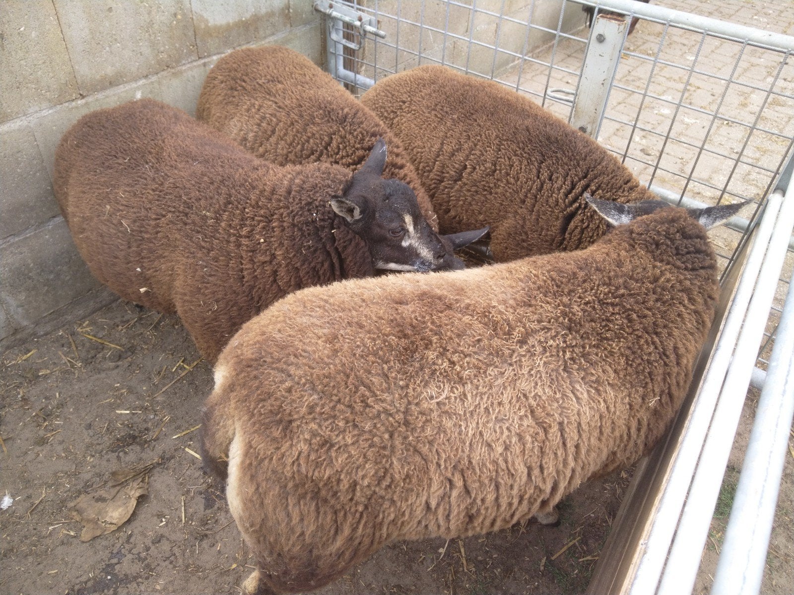 Dassenkop Texelaar ooien., Dieren en Toebehoren, Vrouwelijk, Schaap, 0 tot 2 jaar