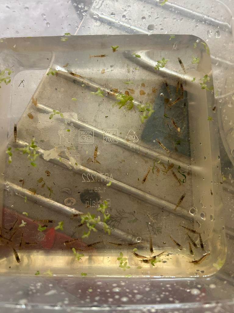 40+ Uitgeselecteerde bleu bee garnalen op kraanwater, Kreeft, Krab of Garnaal, Zoetwatervis, Schoolvis