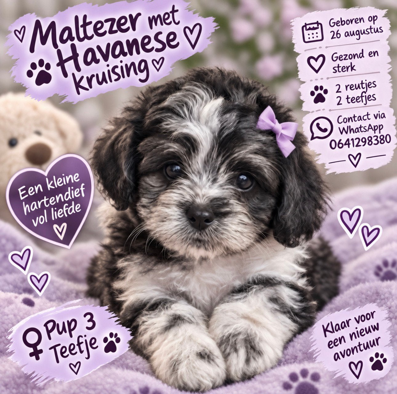 Maltipoo Pups, Dieren en Toebehoren, Overige rassen, CDV (hondenziekte), 8 tot 15 weken, Meerdere