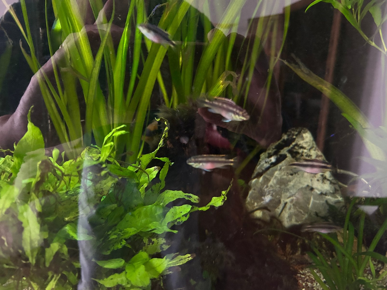 Aquarium Kersenbuikjes, Dieren en Toebehoren, Vissen | Aquariumvissen, Vis