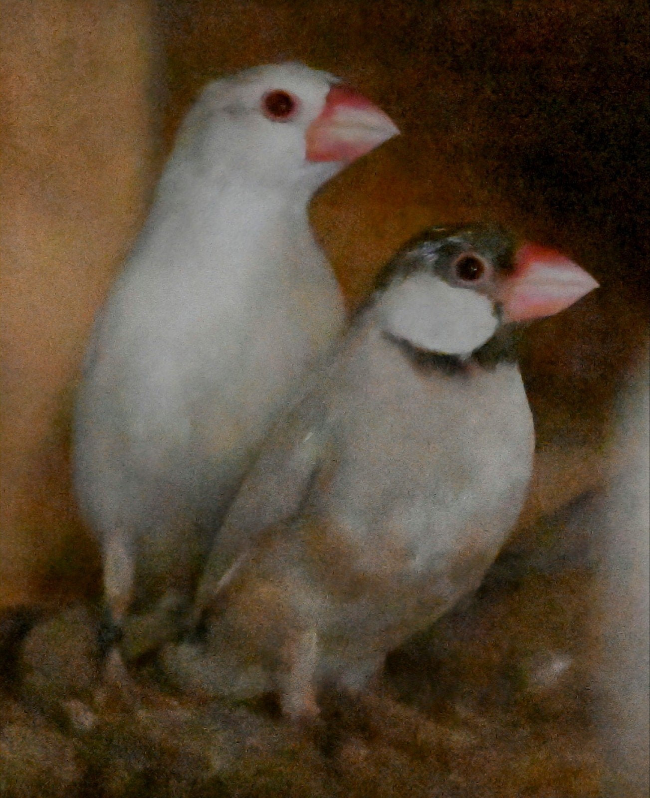 Rijstvogels, Meerdere dieren, Tropenvogel, Geringd
