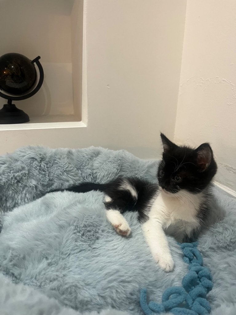 Schattige & Speelse Kater Kitten (Geboren 5 Augustus), Dieren en Toebehoren, Kater, Kortharig, 0 tot 2 jaar