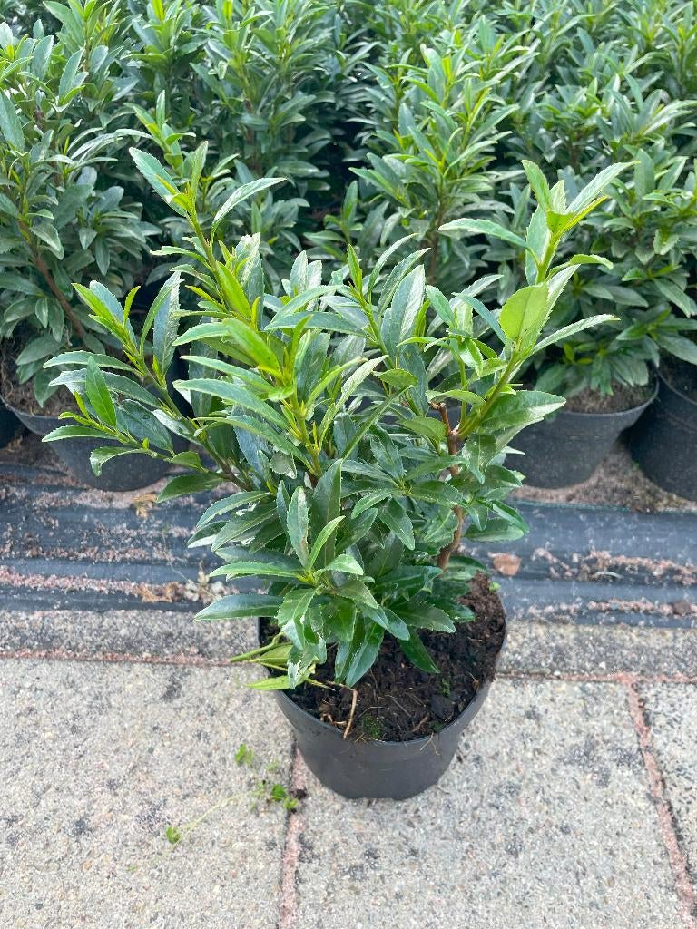Laurier 'Sofia' Smalblijvend, geschikt als Buxusvervanger!🪴, Tuin en Terras, Planten | Struiken en Hagen, Ophalen, Laurier, Haag
