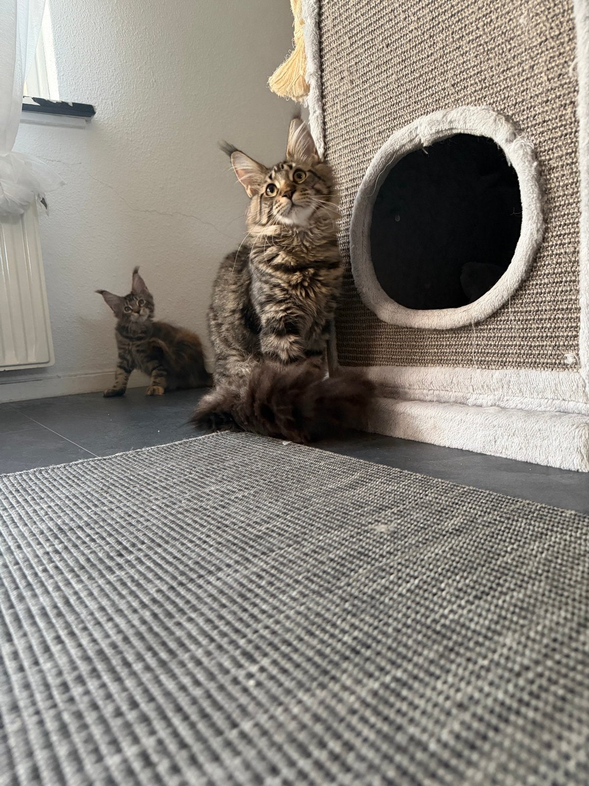 Maine coon