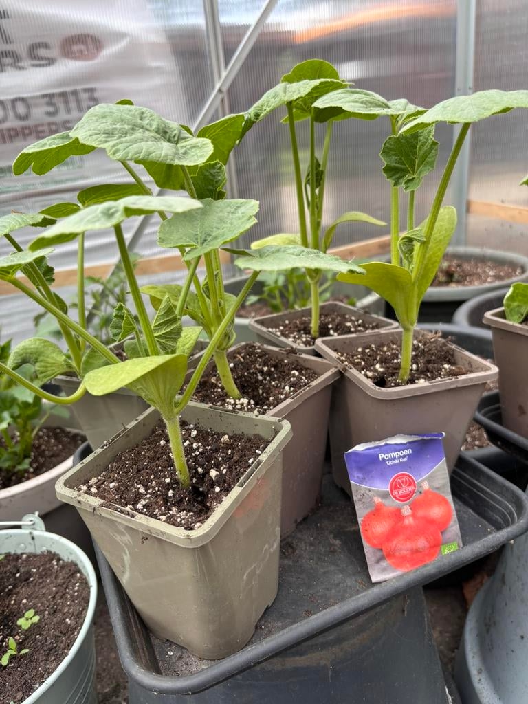 Bio groenteplanten & afrikaantjes €2,- per stuk 3 voor €5,-, Ophalen, Eenjarig, Groenteplanten, Volle zon