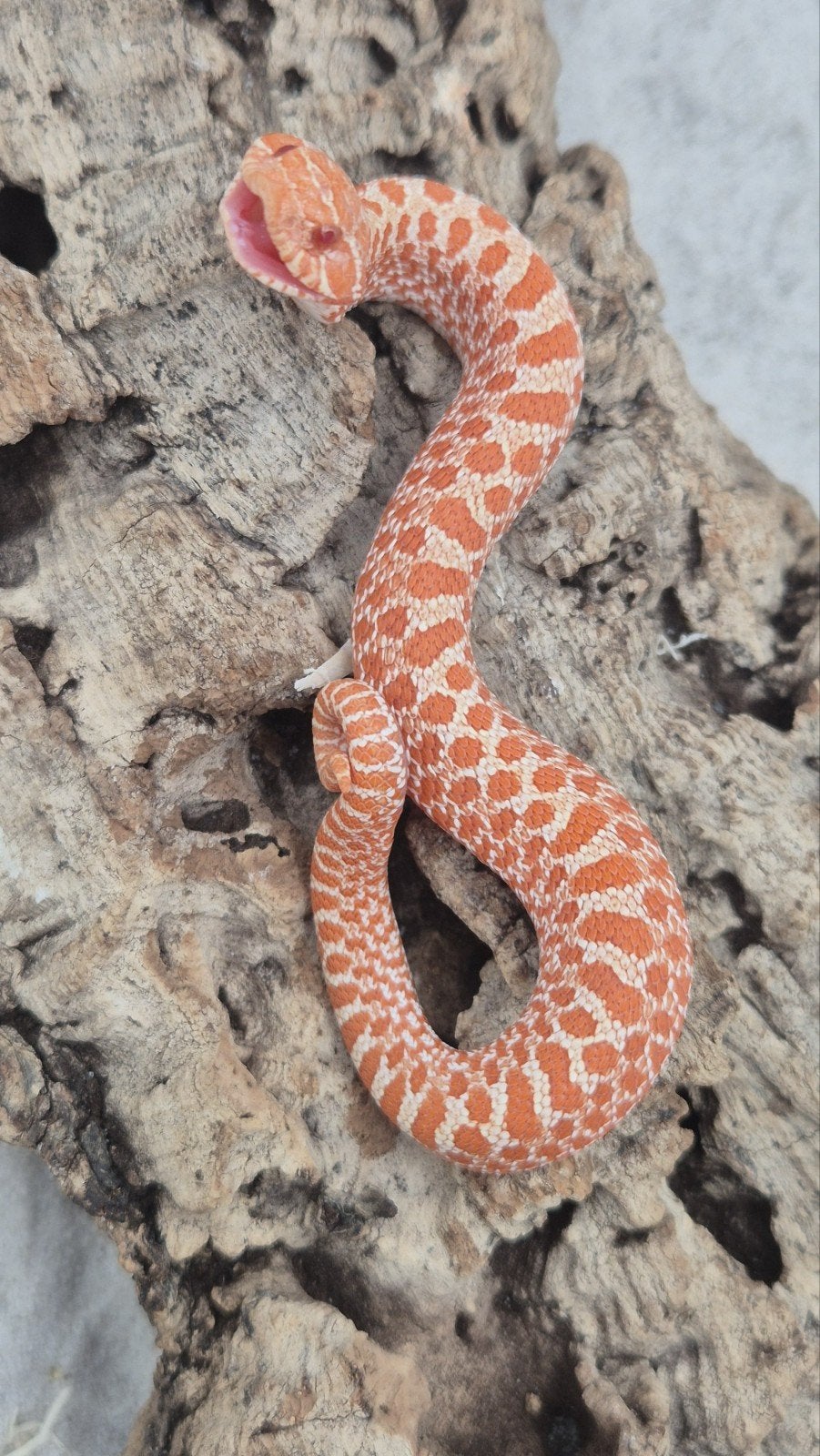 Ex red albino haakneusslang Hognose Snake photo 2