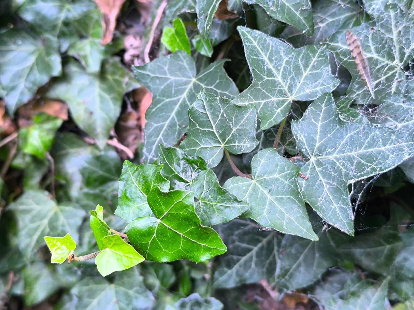 Klimplanten klimop/ Hedera, Ophalen, Overige soorten, Minder dan 100 cm