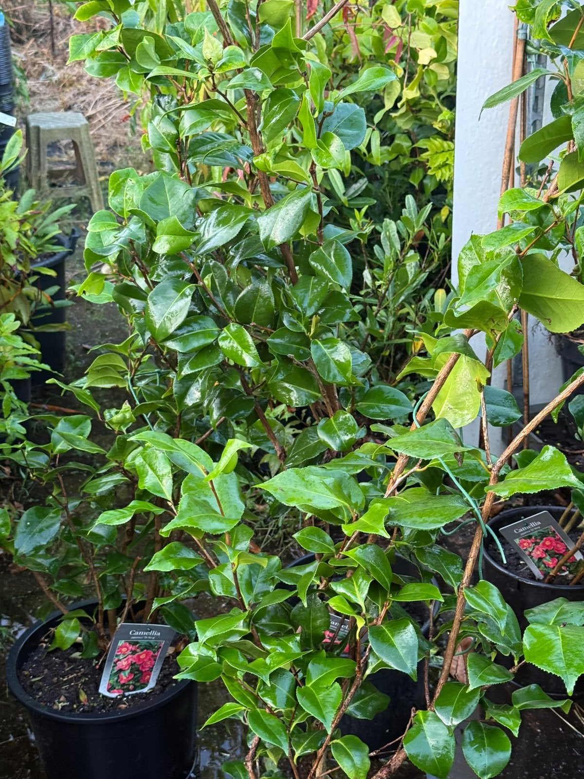 Camelia dr king grote plant 150cm nu ruim prijs slechts14,95, Ophalen, Overige soorten, Volle zon