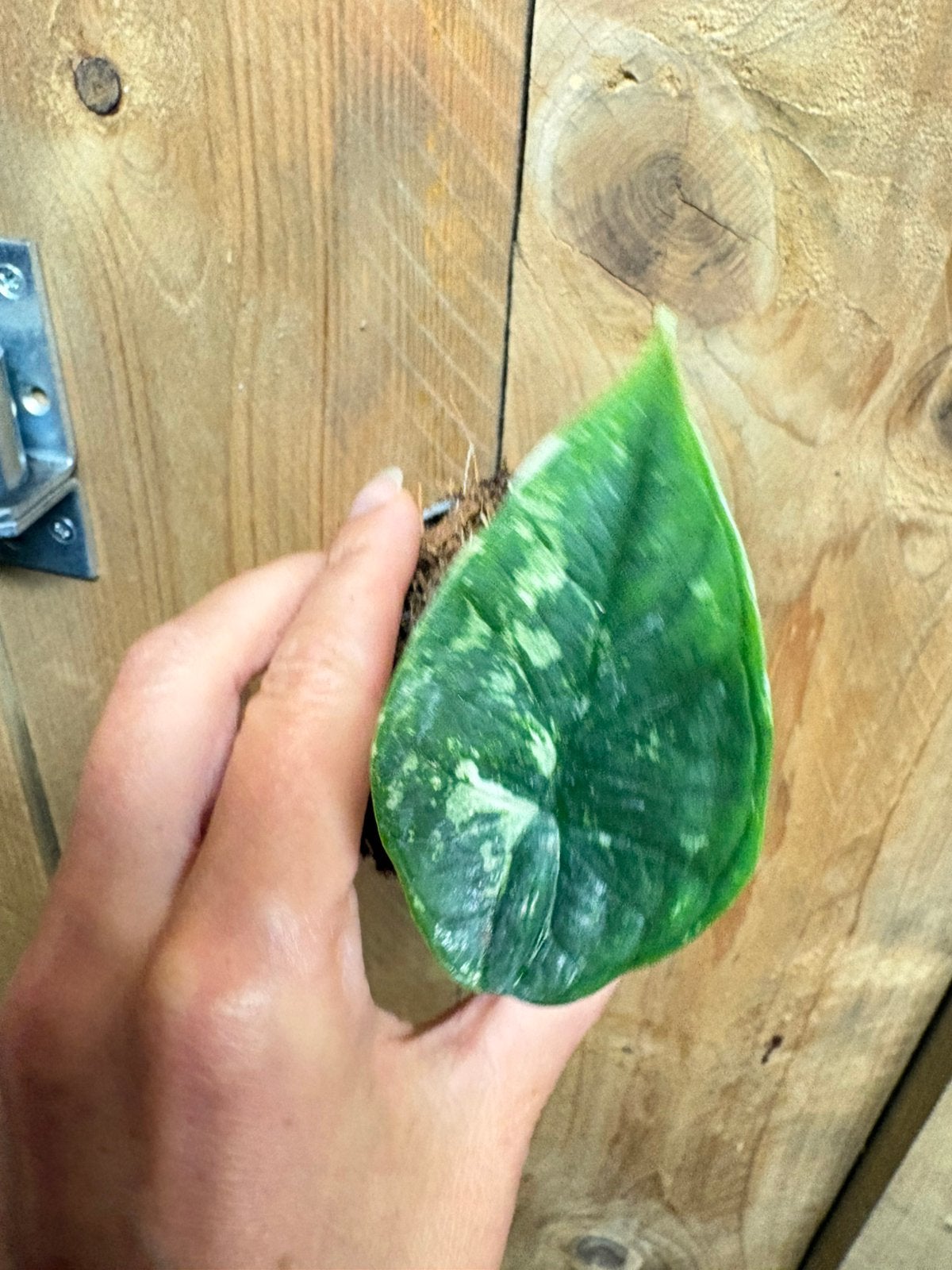 Alocasia platinum variegata plant albo white wit mint, Ophalen of Verzenden, Halfschaduw, Minder dan 100 cm