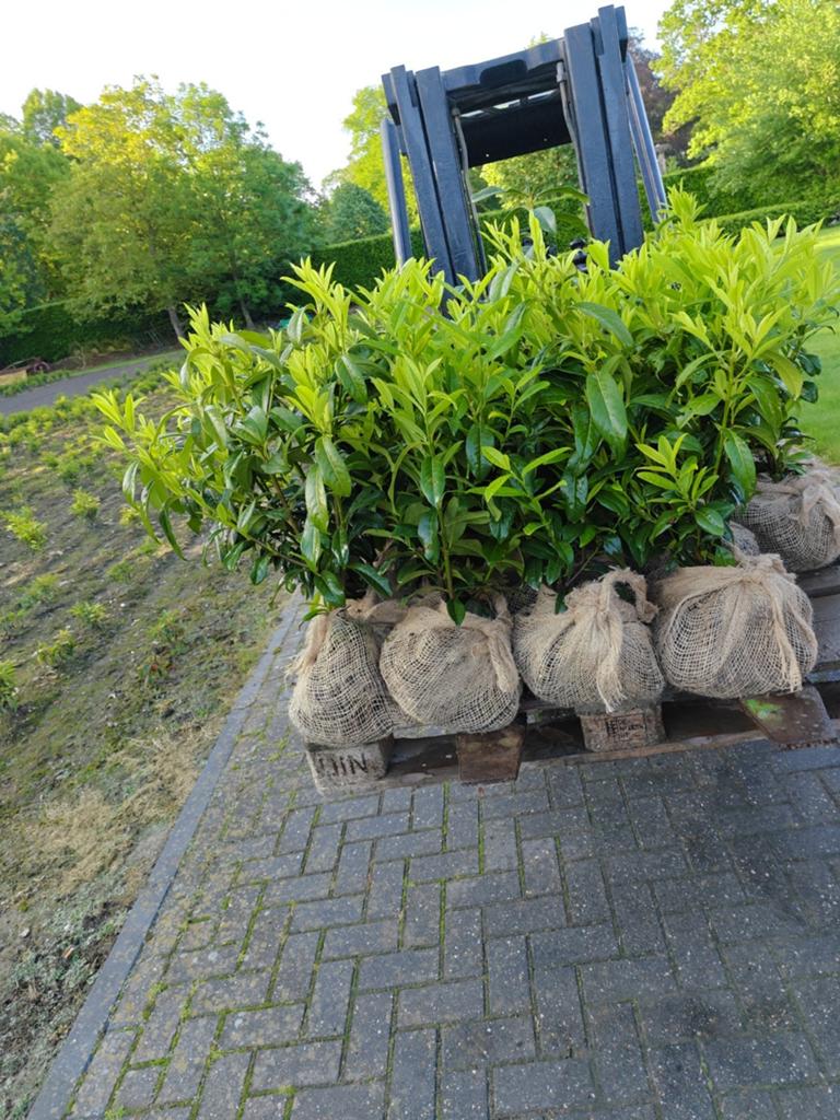 Laurier genolia verschillende maten leverbaar!, Tuin en Terras, Ophalen, Laurier, 100 tot 250 cm