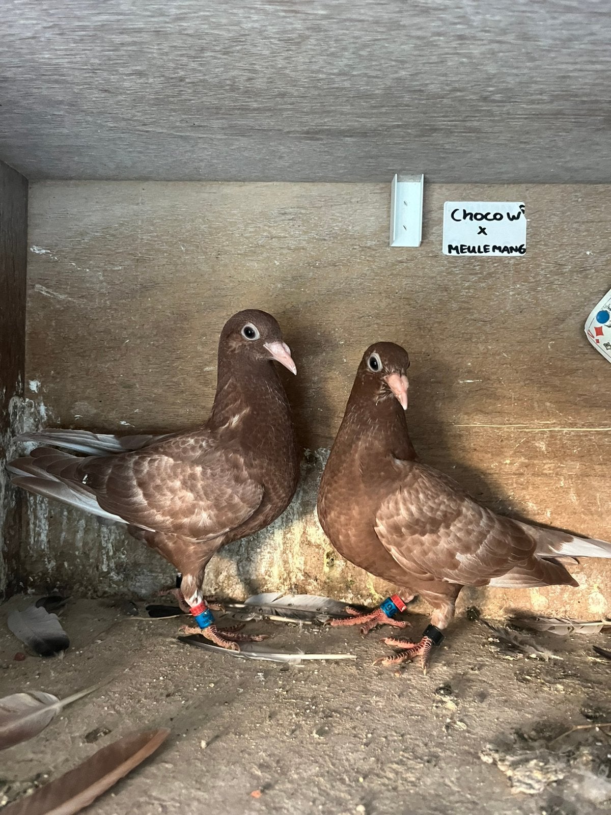 Meuleman jongen, Meerdere dieren, Overige soorten