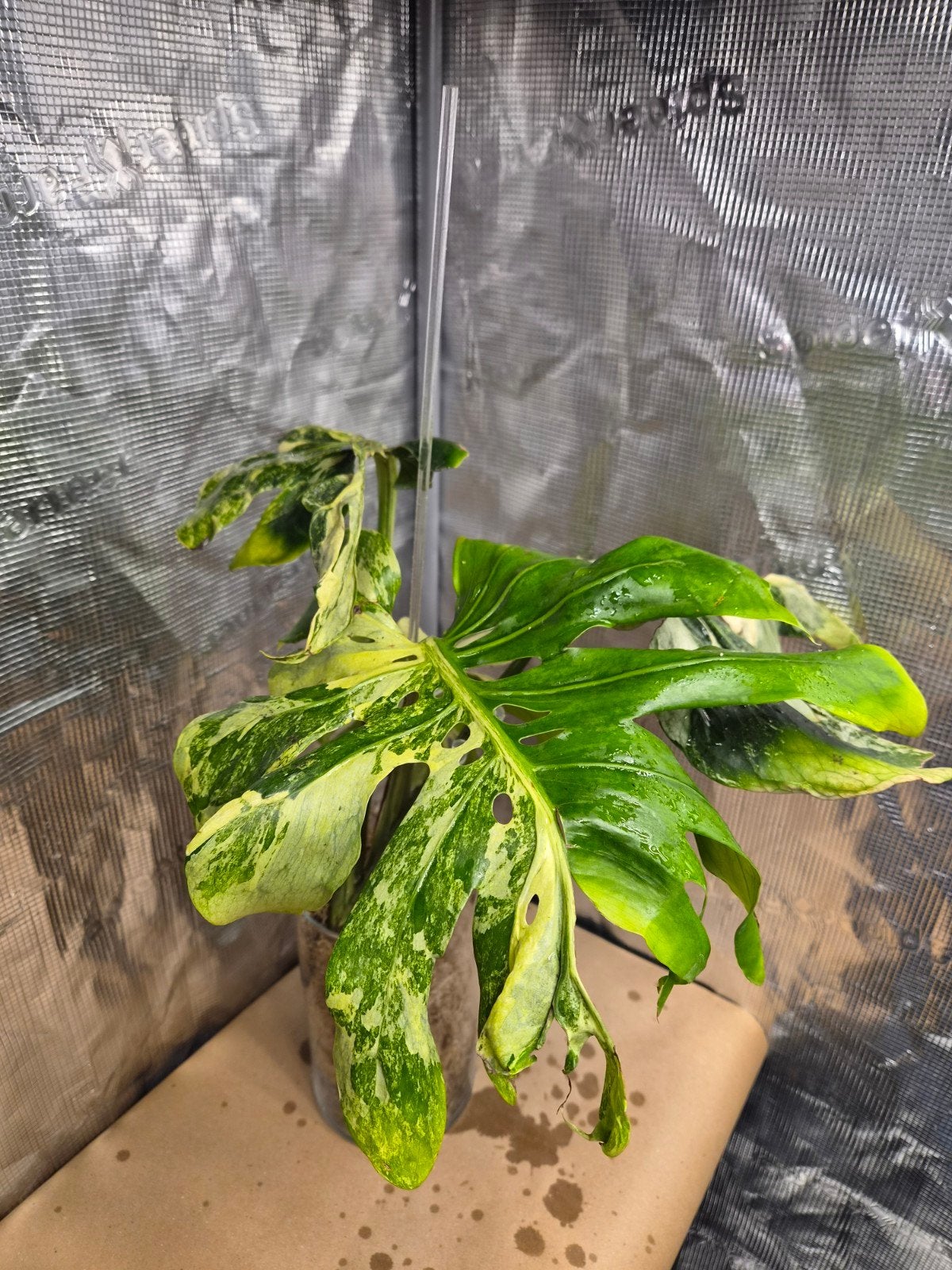 Monstera Contorta Albo, Overige soorten, In pot, Minder dan 100 cm, Bloeiende kamerplant