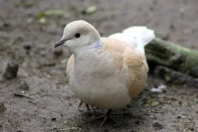 lachduifjes, Meerdere dieren, Tam
