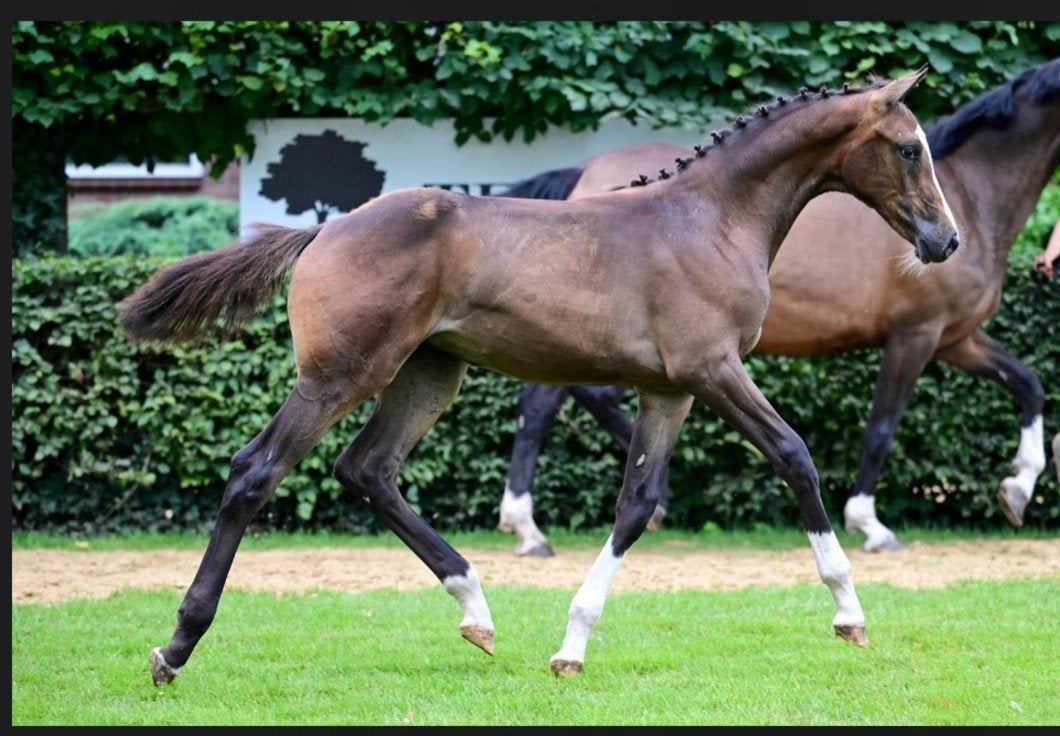 KWPN merrie veulen it's a Molga Louison Manciais x Ultimo, Merrie, Springpaard, 0 tot 2 jaar