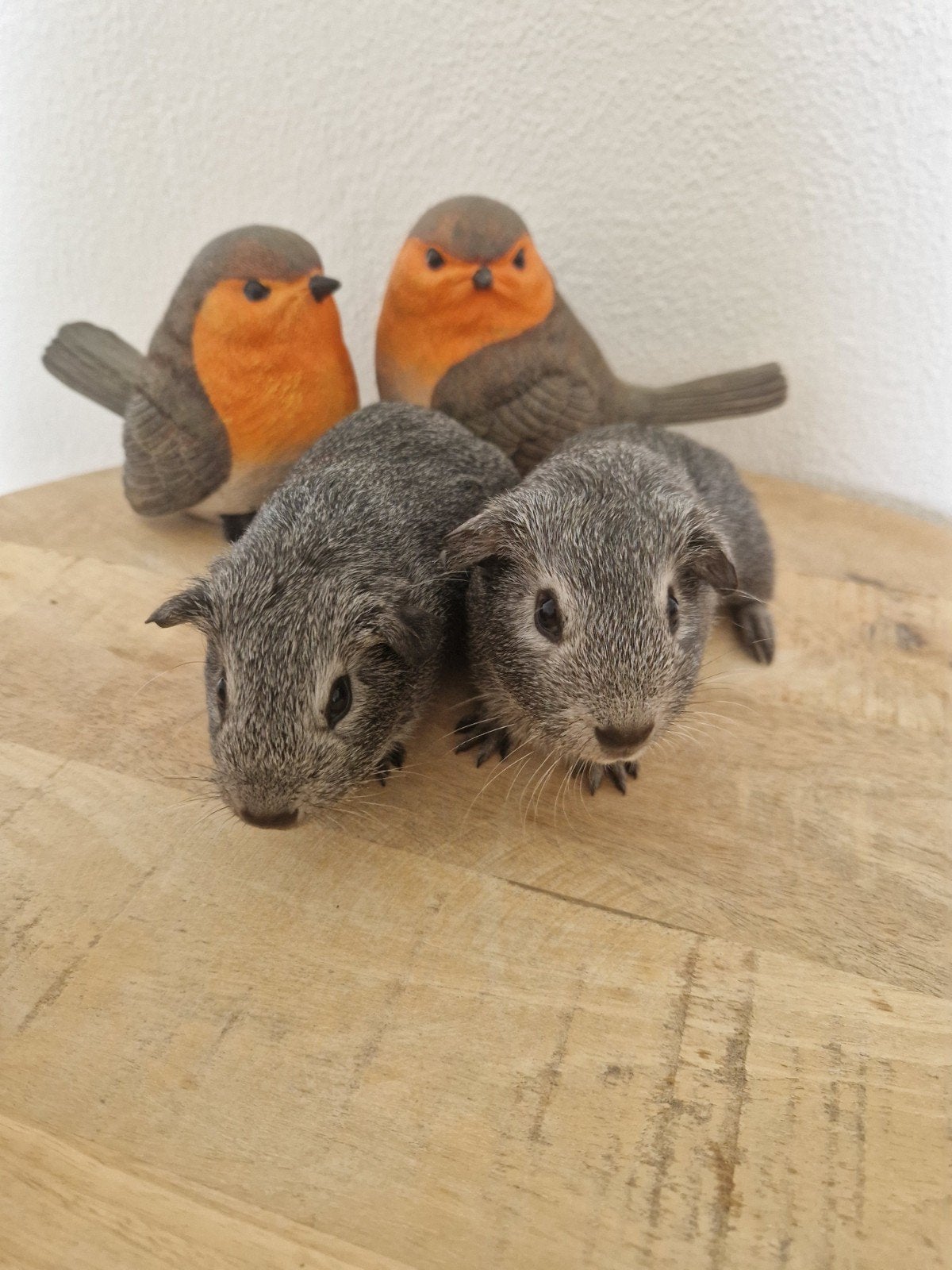 2 lieve cavia zeugjes, Dieren en Toebehoren, Mei, Vrouwelijk, Cavia