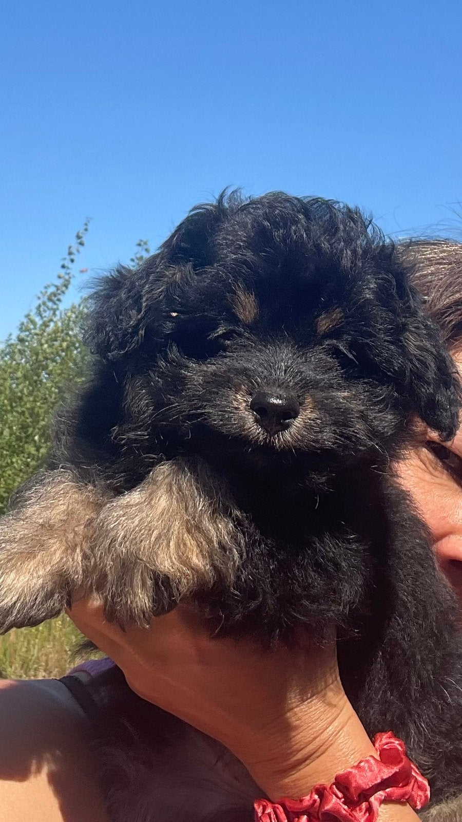 Pomapoo pups, Parvo, Overige rassen, 8 tot 15 weken, Meerdere