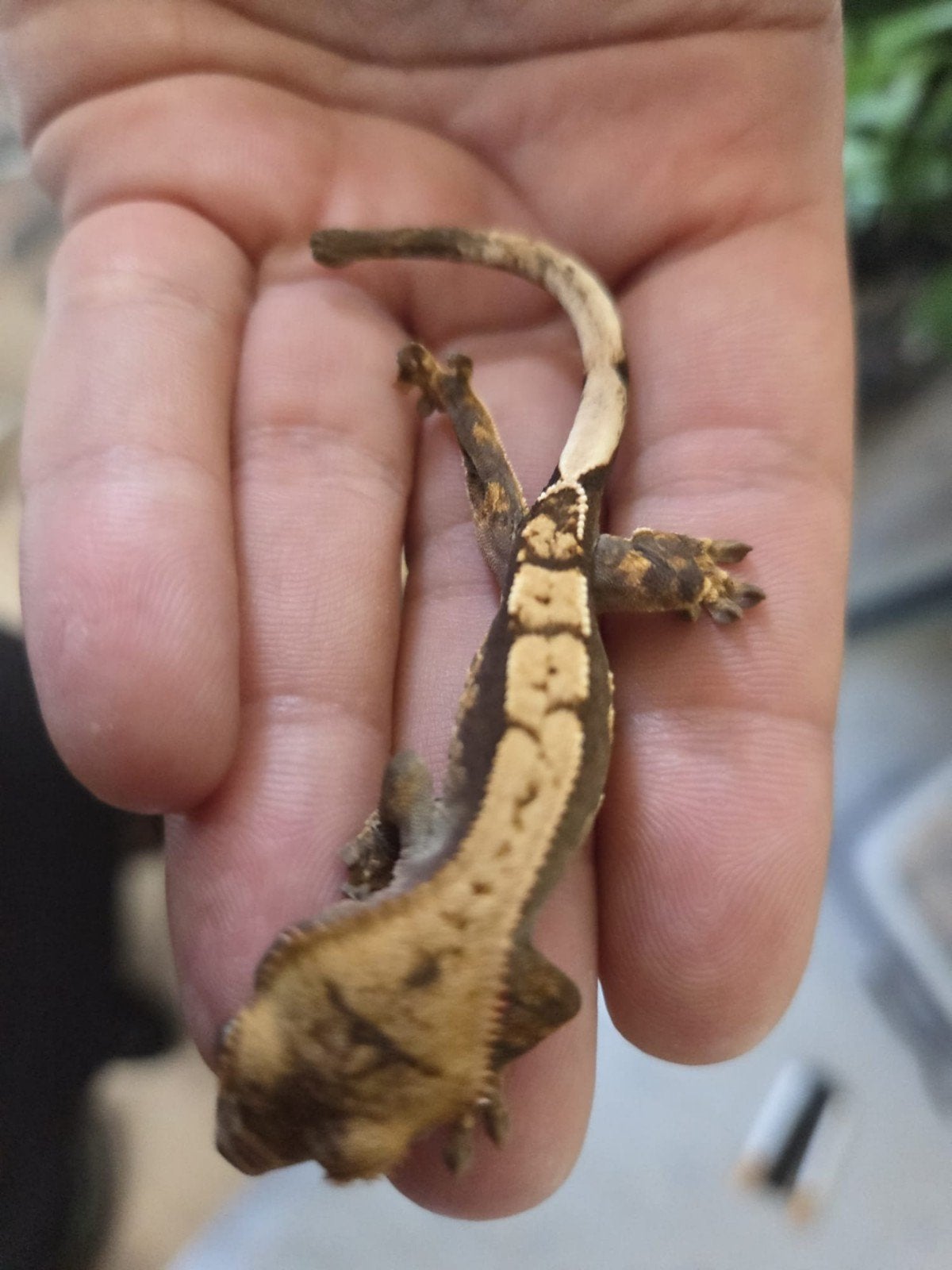 wimpergekko extreme harlequin, Dieren en Toebehoren, Reptielen en Amfibieën, Hagedis, 0 tot 2 jaar