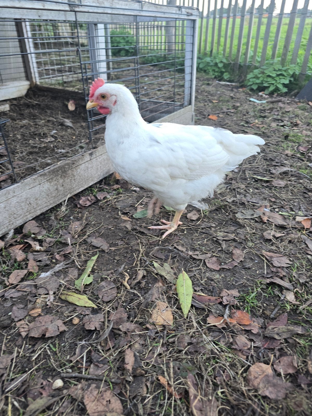 Jong haantje witte leghorn x blue de lande, Dieren en Toebehoren