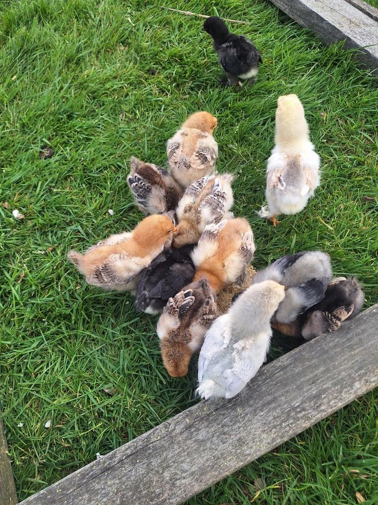 Brahma kuikens, Dieren en Toebehoren, Geslacht onbekend, Kip