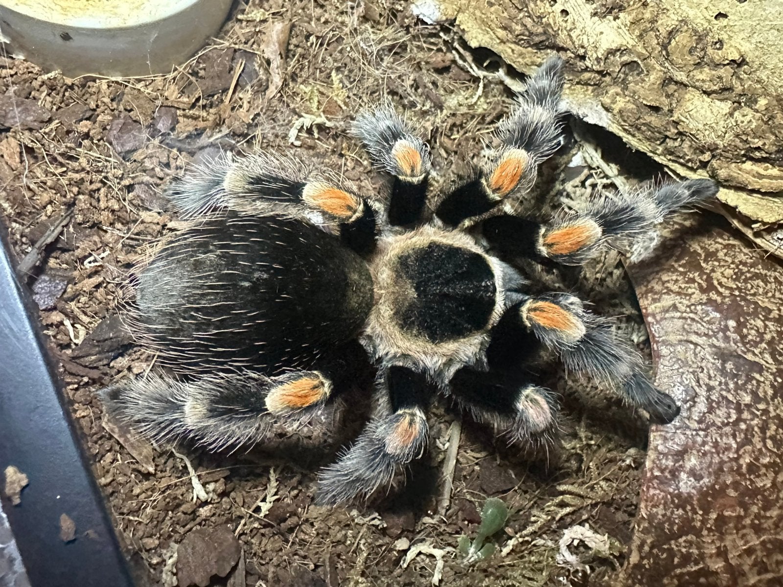 Brachypelma Hamorii vrouw, Dieren en Toebehoren, Spin of Schorpioen