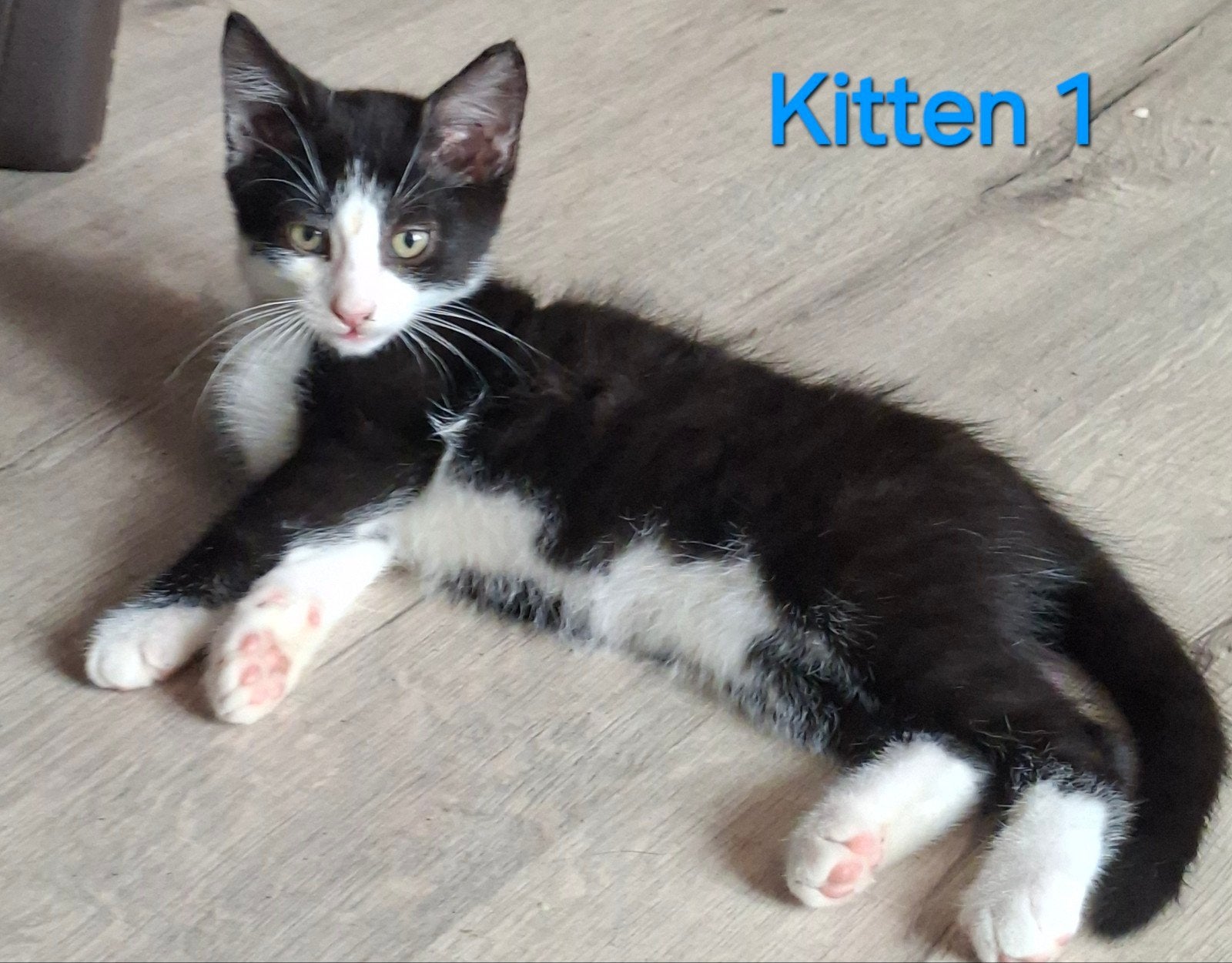 Lieve kittens te koop!, Dieren en Toebehoren, Meerdere dieren, Kortharig, 0 tot 2 jaar