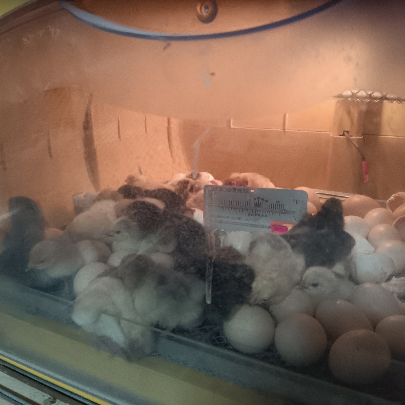 Wyandotte kuikens, Dieren en Toebehoren, Pluimvee