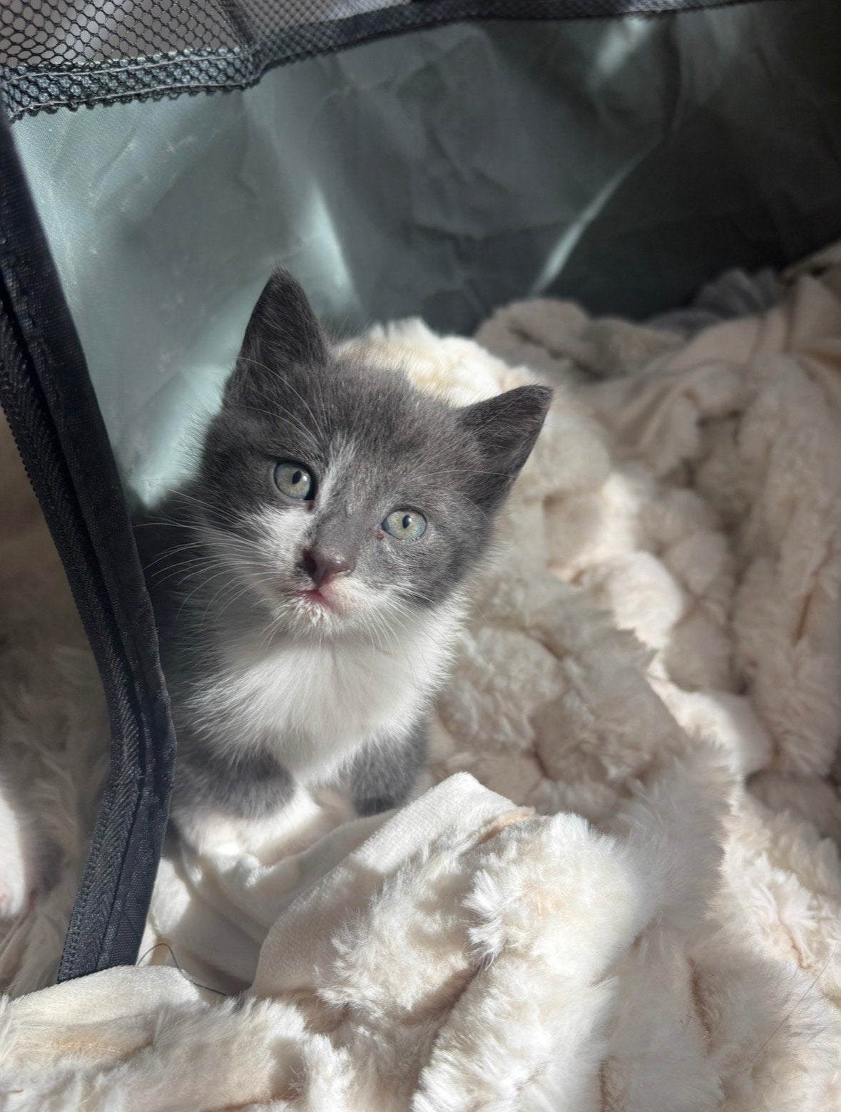 Kitten nog 1 beschikbaar, Dieren en Toebehoren, Meerdere dieren, Kortharig, 0 tot 2 jaar