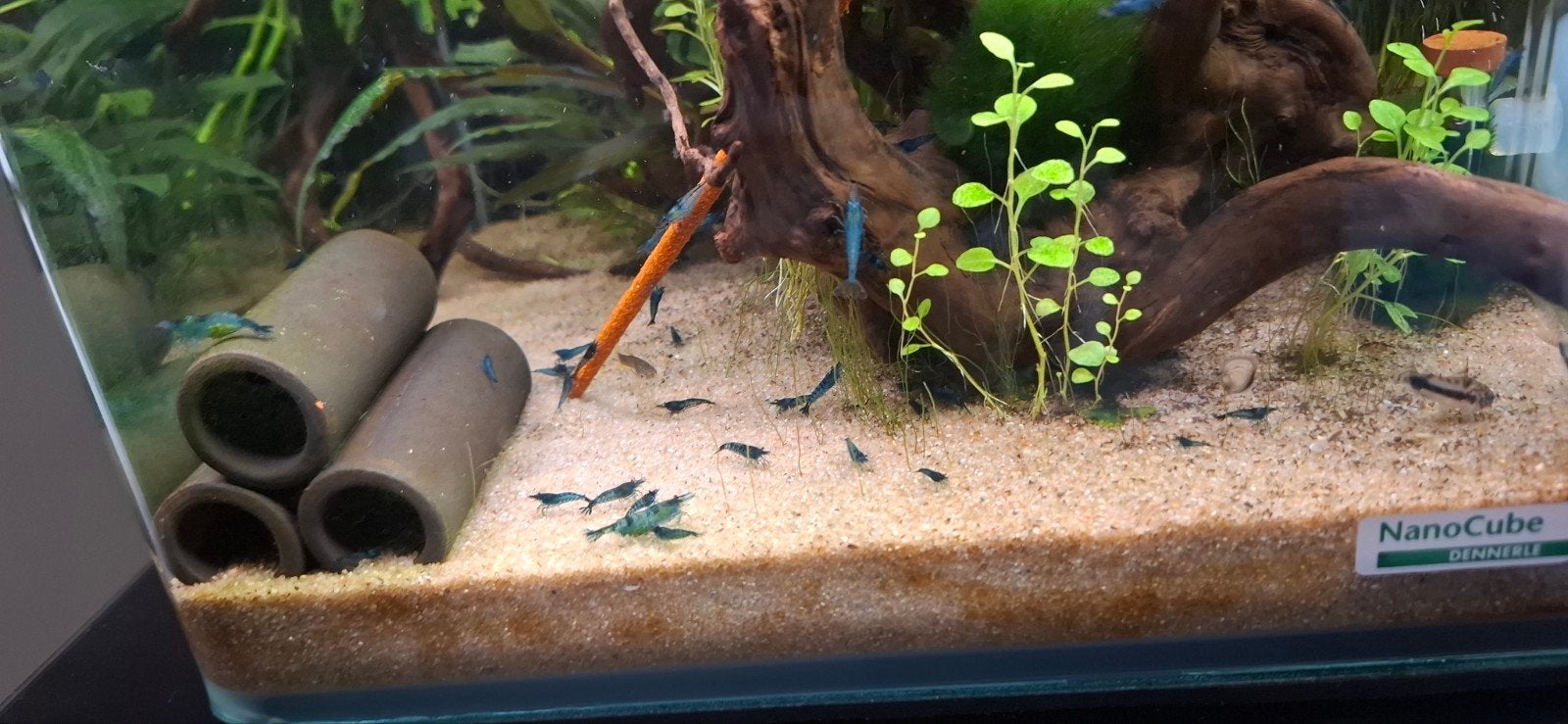 Blauwe garnalen (neocaridina), Dieren en Toebehoren, Vissen | Aquariumvissen, Kreeft, Krab of Garnaal, Zoetwatervis, Schoolvis