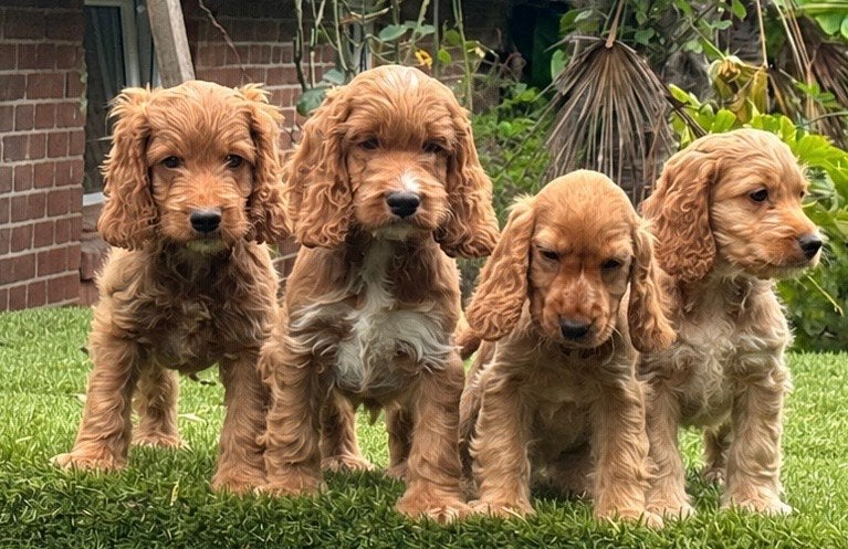 cockapoo pups geteste ouder dieren Reutjes, Nederland, Parvo, Overige rassen, 8 tot 15 weken