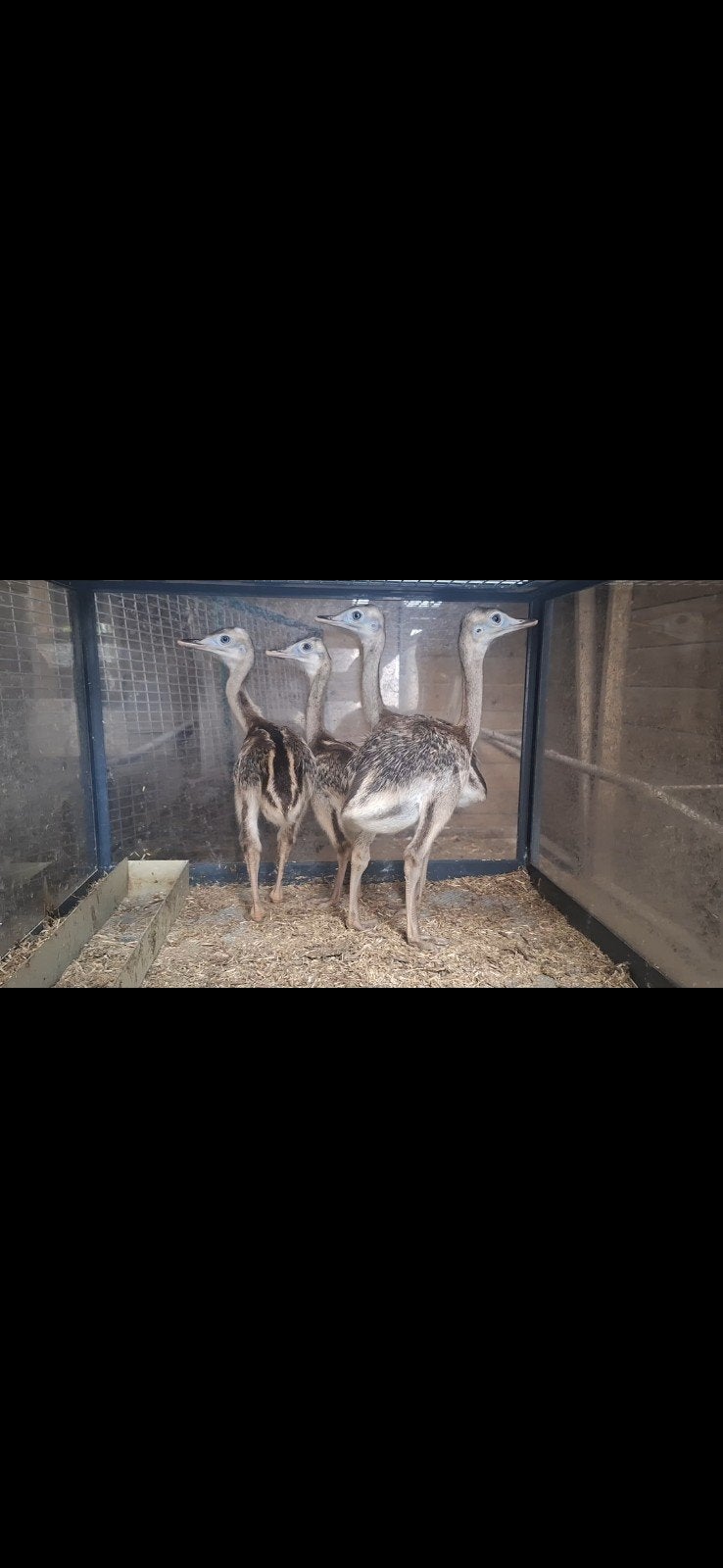 te koop 4 nandoes, Dieren en Toebehoren, Juli, Meerdere dieren