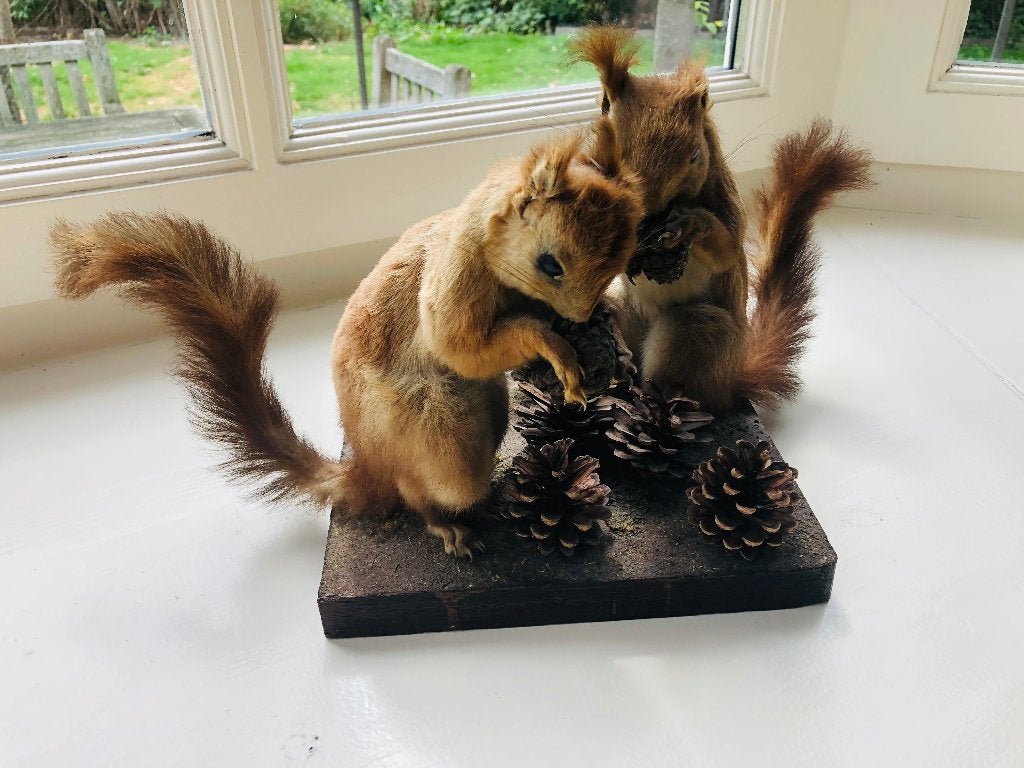 Taxidermie: twee opgezette rode eekhoorns, Ophalen of Verzenden, Gebruikt, Wild dier, Opgezet dier