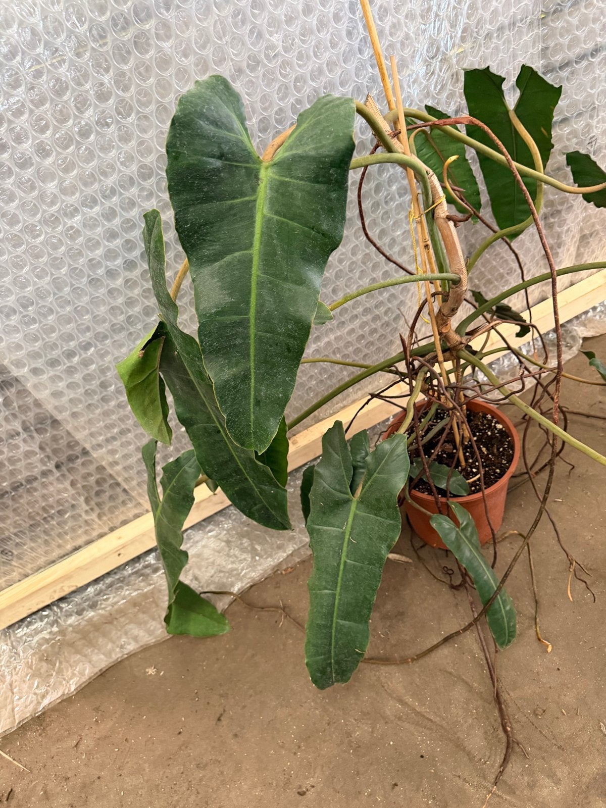 Grote Philodendron Billietiae, Vaste plant, Bloeit niet, Halfschaduw, Ophalen