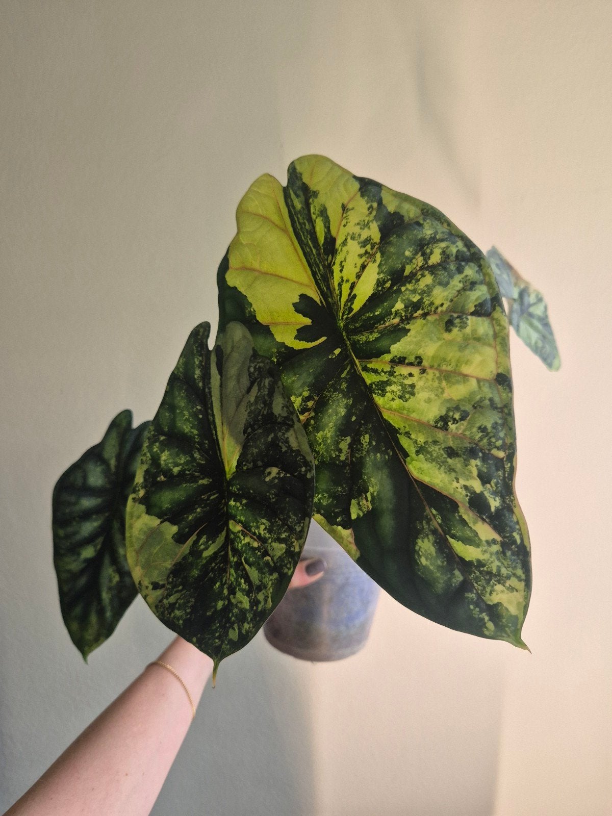 Alocasia Dragon Scale Variegata - Zeldzame Kamerplant, Huis en Inrichting, Kamerplanten, Ophalen of Verzenden, Halfschaduw, Minder dan 100 cm