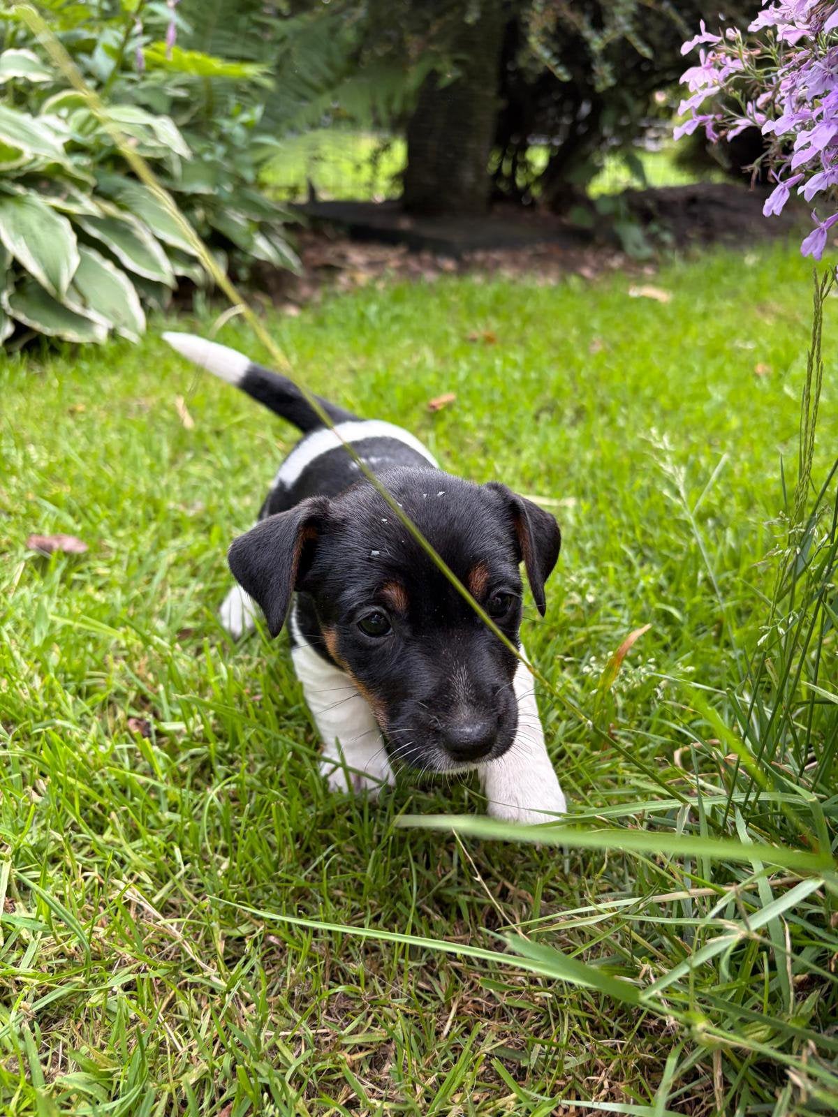 Nog 2 prachtige jack russel teefjes!!, Jack Russell Terriër, 8 tot 15 weken, Meerdere, Meerdere dieren