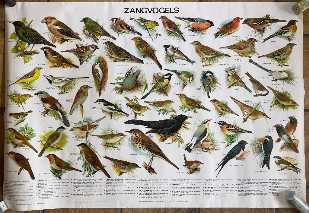 Poster "Zangvogels", Ophalen of Verzenden, Nieuw, A1 t/m A3, Dier of Natuur