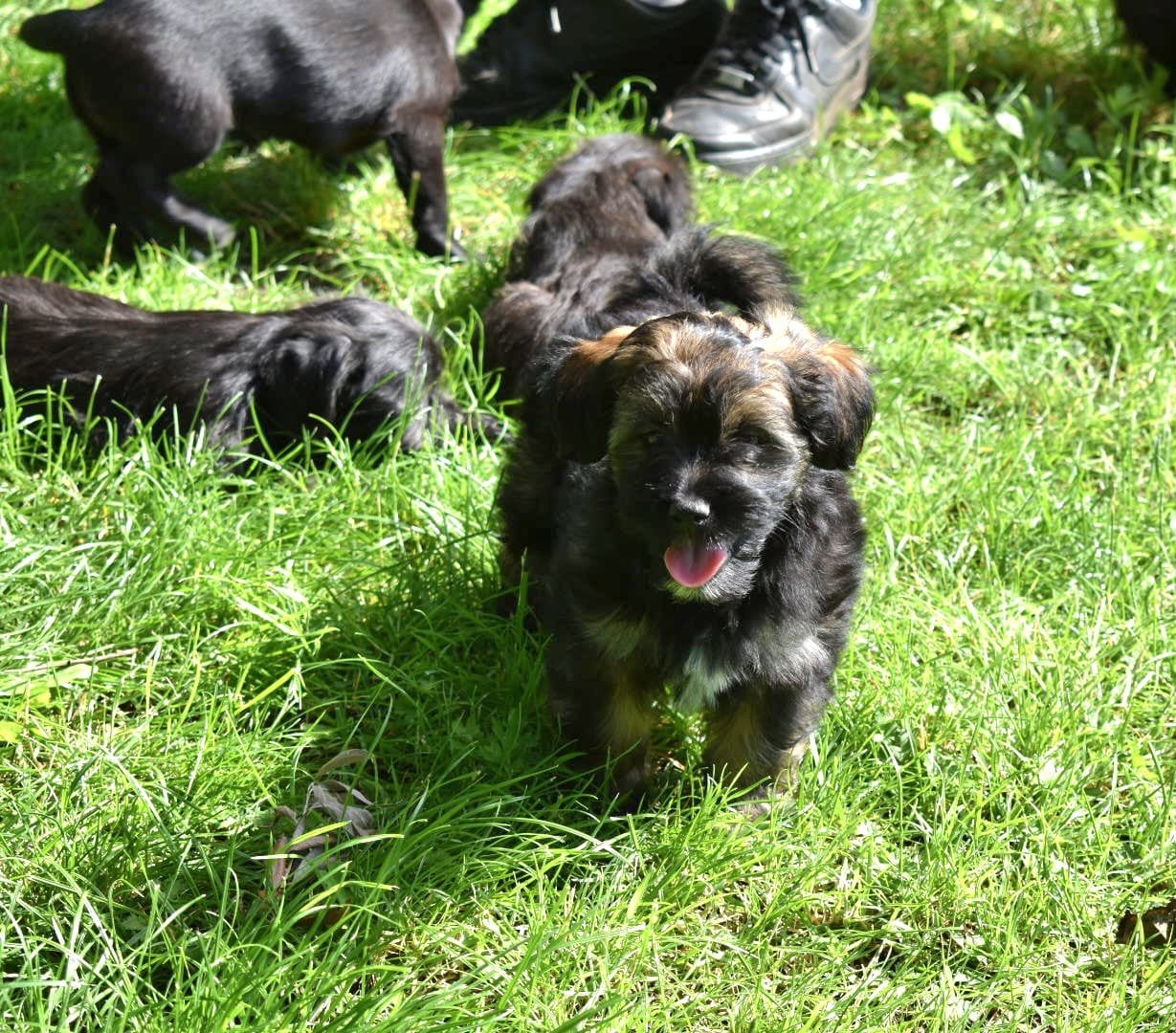 Ontzettend lieve en sociale Boomer pups 4 meiden  2 jongens, Parvo, Nederland, Overige rassen, 8 tot 15 weken